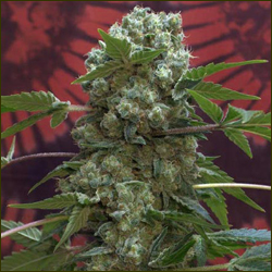 AK-47 marijuana strain