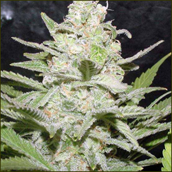 Americano marijuana strain