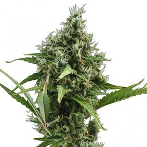 Read more about the article Amnesia Haze