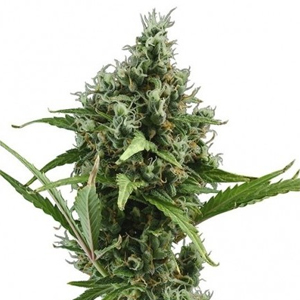 Amnesia Haze marijuana strain