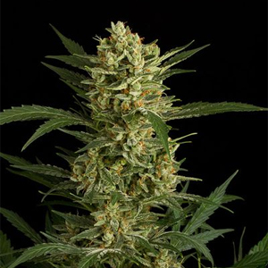 Amnesia marijuana strain