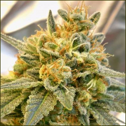 Anesthesia marijuana strain