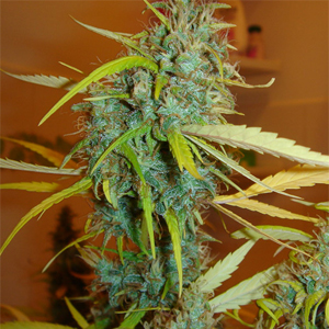 Angel Heart marijuana strain