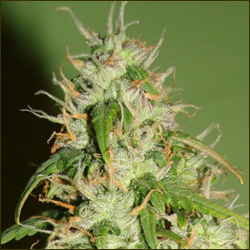 Angelmatic marijuana strain