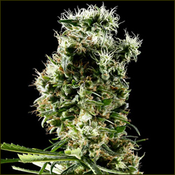 Arjan's Haze #2 marijuana strain