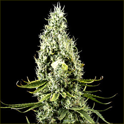 Arjan's Haze #3 marijuana strain