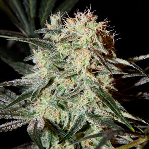 Read more about the article Arjan’s Strawberry Haze