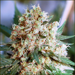 Atomic Northern Lights marijuana strain