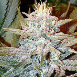 Aurora Indica marijuana strain