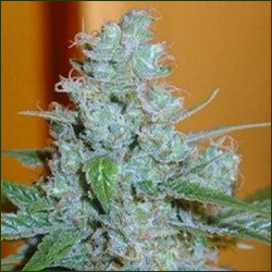 Australian Blue marijuana strain