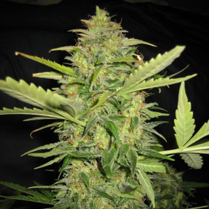 Auto Lemon Skunk marijuana strain