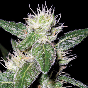 Azure Haze marijuana strain