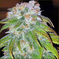 BC Big Bud marijuana strain