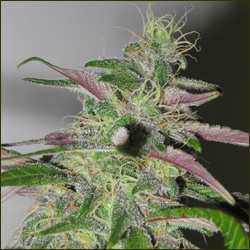 BC Blueberry marijuana strain