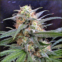 BC Sweet Tooth marijuana strain