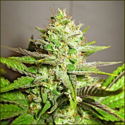 Belladonna marijuana strain