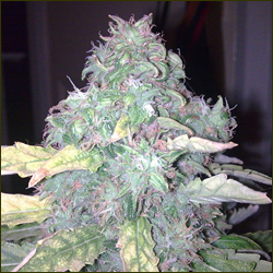 BF Blue Cheese marijuana strain