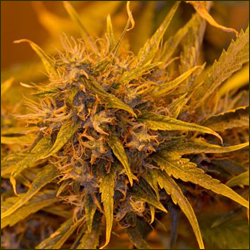 Read more about the article BF G13 Haze