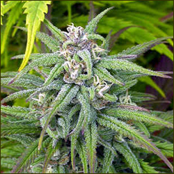 Biddy Early marijuana strain