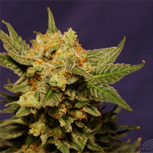 Big Band marijuana strain