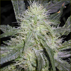 Big Bang marijuana strain