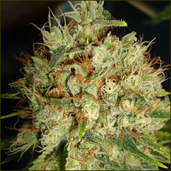 Big Bud marijuana strain