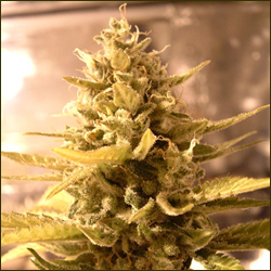 Big Buddha Cheese marijuana strain