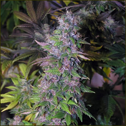 Black Berry marijuana strain