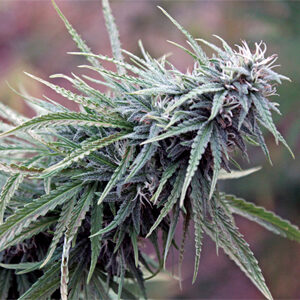 Read more about the article Black Maui