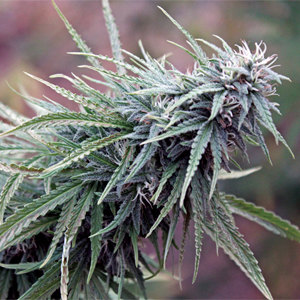 Black Maui marijuana strain
