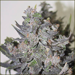 Blue Buddha marijuana strain