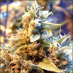 Blue Cheese marijuana strain