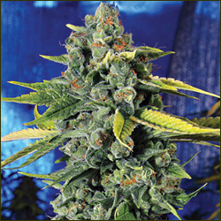 Blue Dream marijuana strain