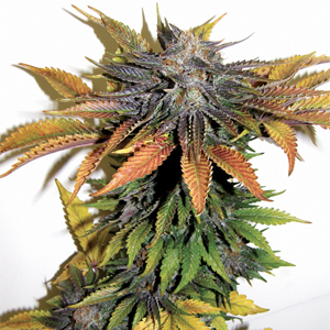 Blue Geez marijuana strain