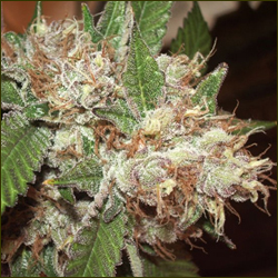 Blue Grape #1 marijuana strain