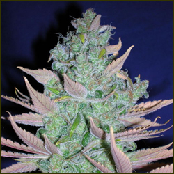 Blue Moonshine marijuana strain