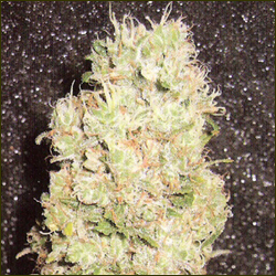 Blue Pearl marijuana strain