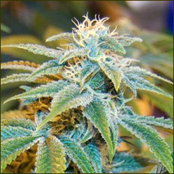 Blue Skunk Special marijuana strain