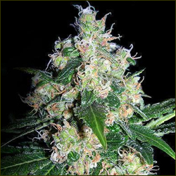 Blue Velvet marijuana strain