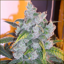 Blueberry marijuana strain