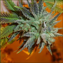 Blueberry Haze marijuana strain