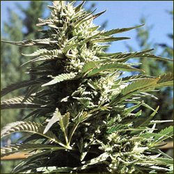 Read more about the article Blueberry Headband