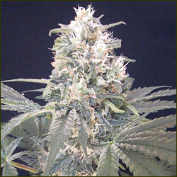 Blueberry Nice marijuana strain
