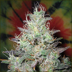 Blueberry Northern Lights marijuana strain