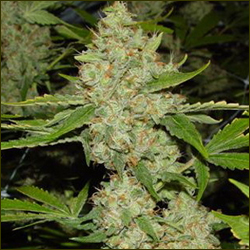 Brains Choice marijuana strain