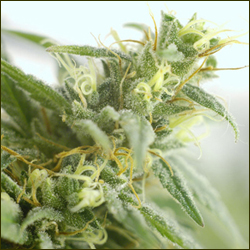 Brains Damage marijuana strain