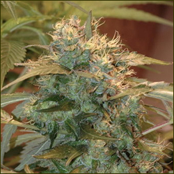 Brainstorm Haze marijuana strain