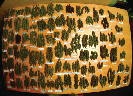 breeding marijuana strains