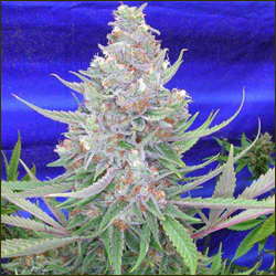 Bronze Whaler marijuana strain