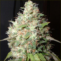 Bubble Cheese marijuana strain